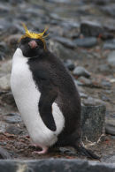 Macaroni Penguin